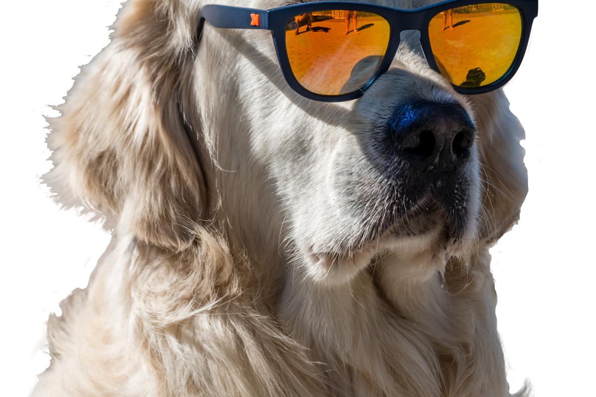 Meme T-Shirts: The Offline Impact of Online Humor – Five Dollar Tee Shirts